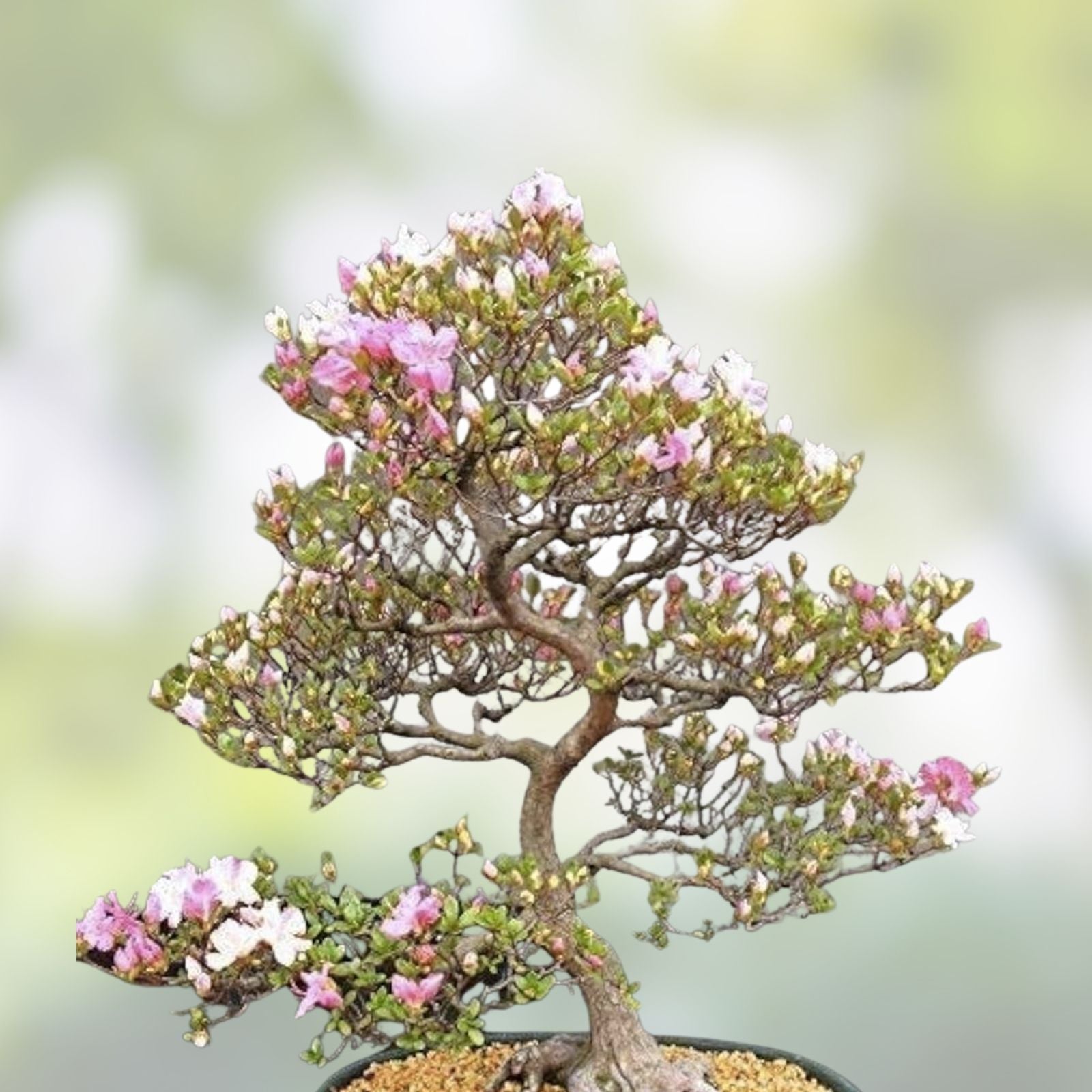 Japanese Cherry Bonsai Tree Seeds 20 Pack Prunus serrulata for Gardening and Indoor Planting
