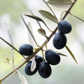 Canino Olive Tree Seeds 20 Pack Edible European Green/Black Fruit Olea Europaea Live Plant Starter Cutting