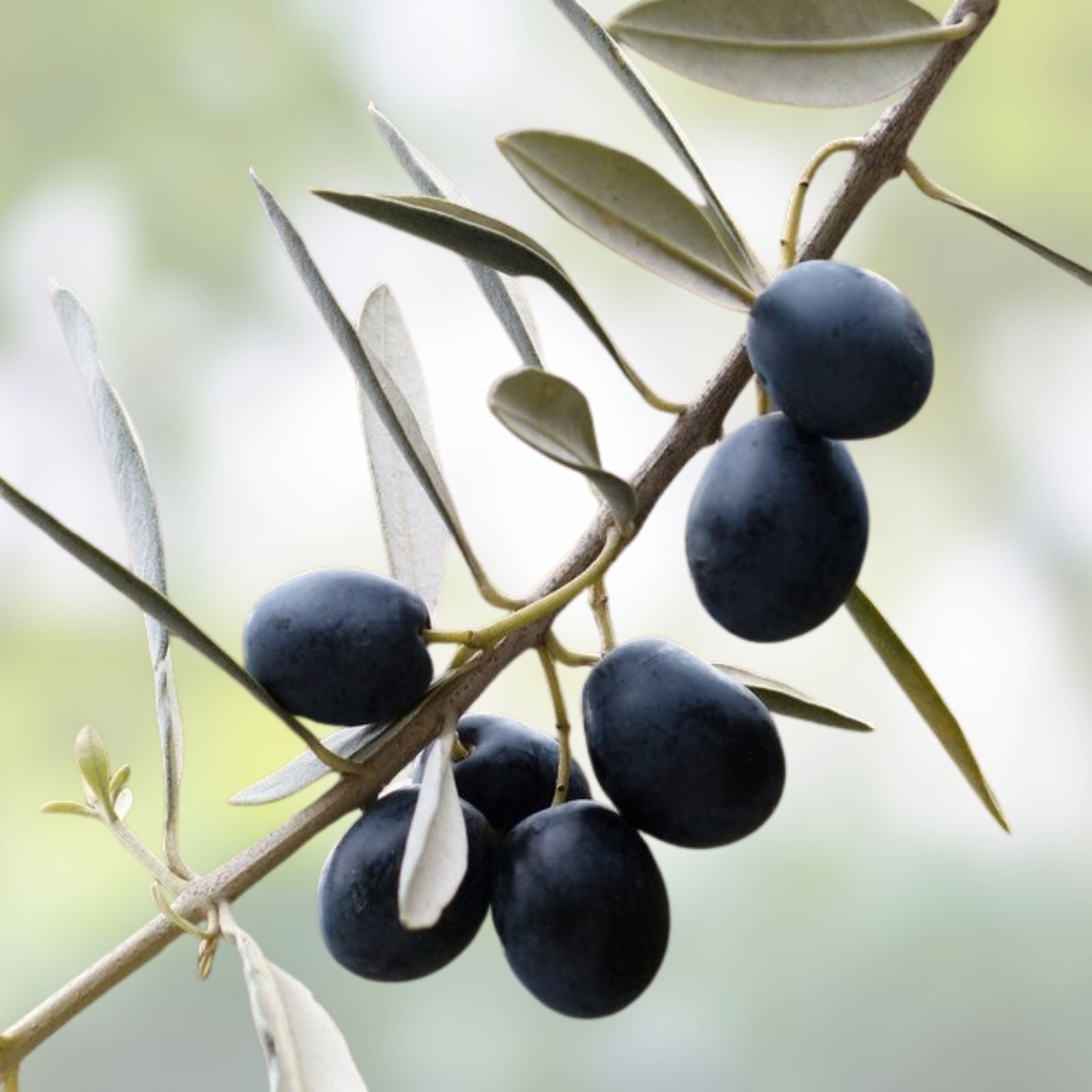 Canino Olive Tree Seeds 20 Pack Edible European Green/Black Fruit Olea Europaea Live Plant Starter Cutting