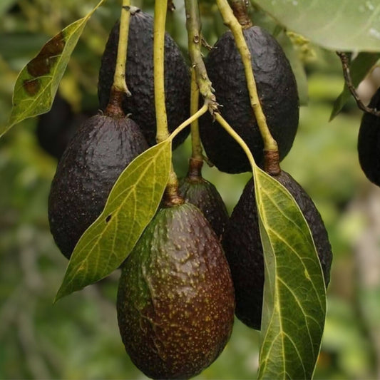 Lamb Hass Avocado Cuttings 4 Grafting Scions Persea americana Fruit Tree Propagation Live Plant