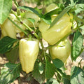Sweet Hungarian Yellow Wax Pepper Seeds – Heirloom Non-GMO Capsicum annuum, Live Plant, Starter, Garden, Cooking, Spicy Peppers