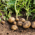 Red Norland Seed Potatoes for Planting, Early Maturing Variety, Home Garden, Solanum tuberosum