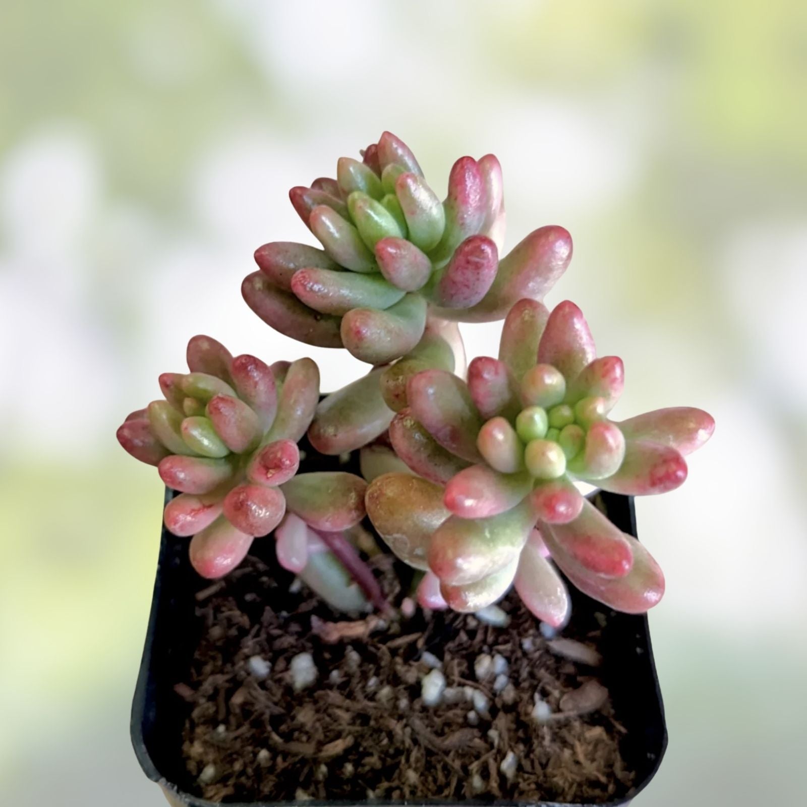 Sedum Rubrotinctum Jelly Bean Succulent Cutting, Live Plant, Unrooted, Green and Red Foliage, Rare Houseplant, Starter Plant