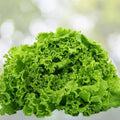 Heirloom Lettuce Seed Collection Non-GMO Organic Lettuce Seeds 4 Varieties for Gardening Lactuca sativa