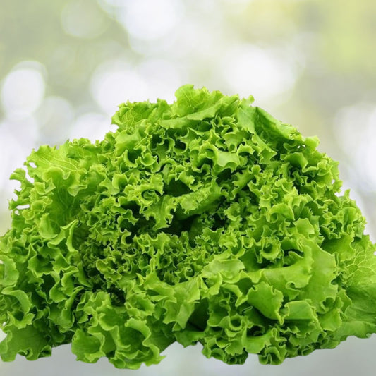 Heirloom Lettuce Seed Collection Non-GMO Organic Lettuce Seeds 4 Varieties for Gardening Lactuca sativa