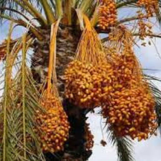 Medjool Date Palm Tree Seedlings 8+ Inches Phoenix dactylifera Edible Food Plant Sapling