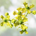 Common Rue Seeds | Medicinal Herb Garden Plant | Ruta graveolens | 100 Live Seeds for Herb Garden, Gardening, Herbal Use