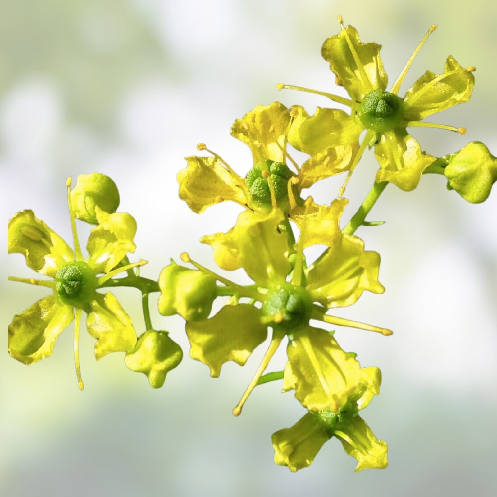 Common Rue Seeds | Medicinal Herb Garden Plant | Ruta graveolens | 100 Live Seeds for Herb Garden, Gardening, Herbal Use