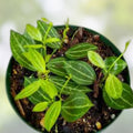Dischidia Ovata Cutting - Succulent Plant - Tropical Houseplant - Easy Care Propagation - BloomHavenNursery