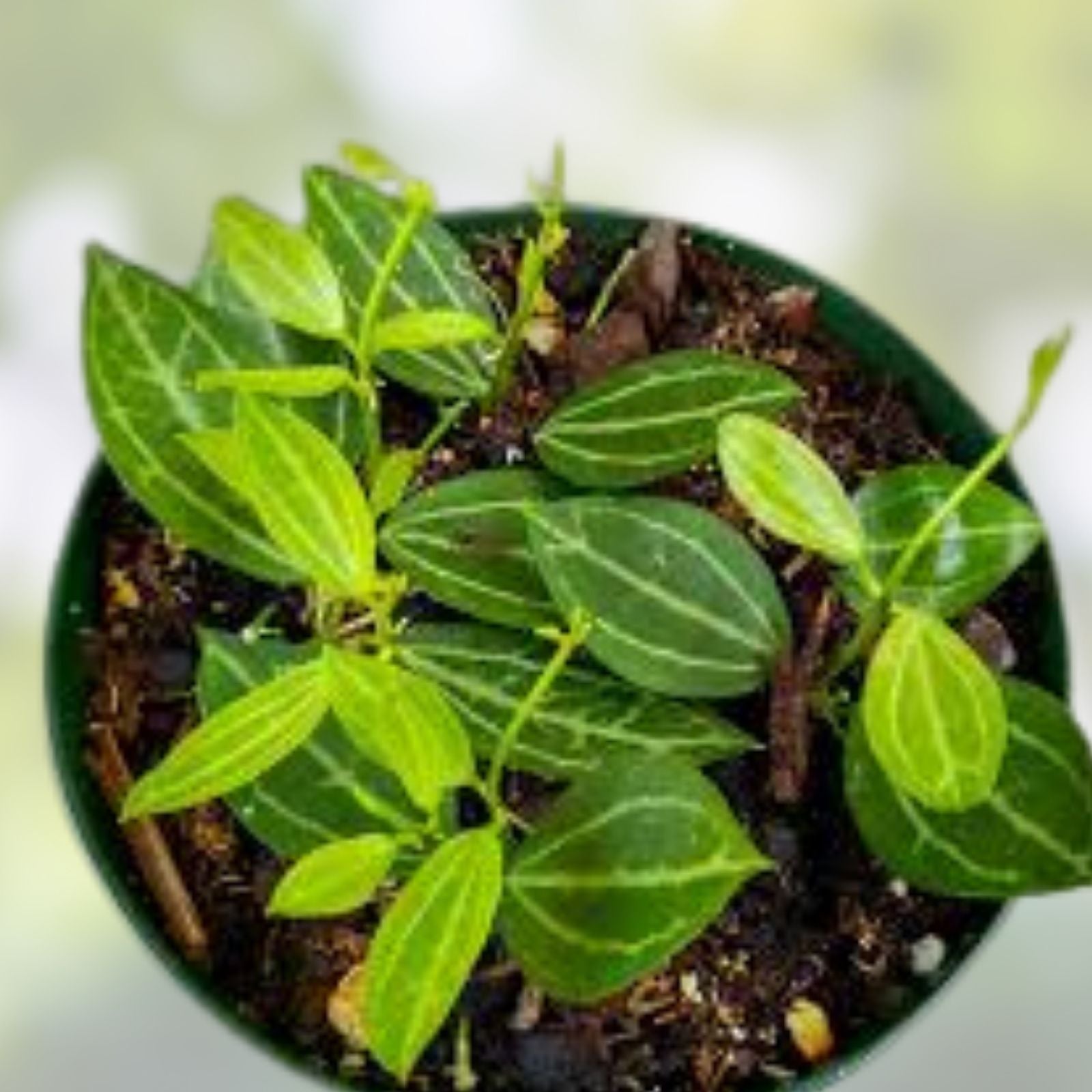 Dischidia Ovata Cutting - Succulent Plant - Tropical Houseplant - Easy Care Propagation - BloomHavenNursery