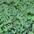 Chaya Cuttings Hawaii Maya Tree Spinach Superfood Live Plant Volcanic Soil Cnidoscolus