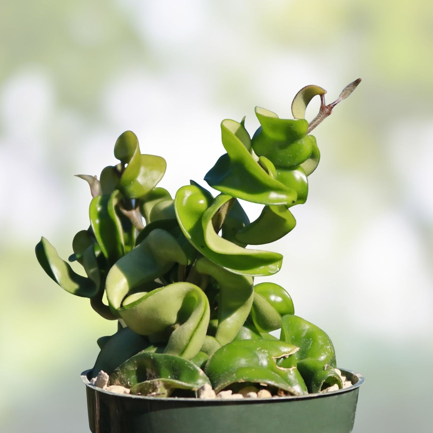 Hoya Hindu Rope Plant Cutting - Wax Plant, Hoya carnosa 'Compacta' - Indoor Houseplant, Easy Care, Gardening, New Harvest Quality