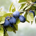 European Plum Cuttings Prunus domestica Edible Fruit Tree Propagation Bare Root Garden Planting