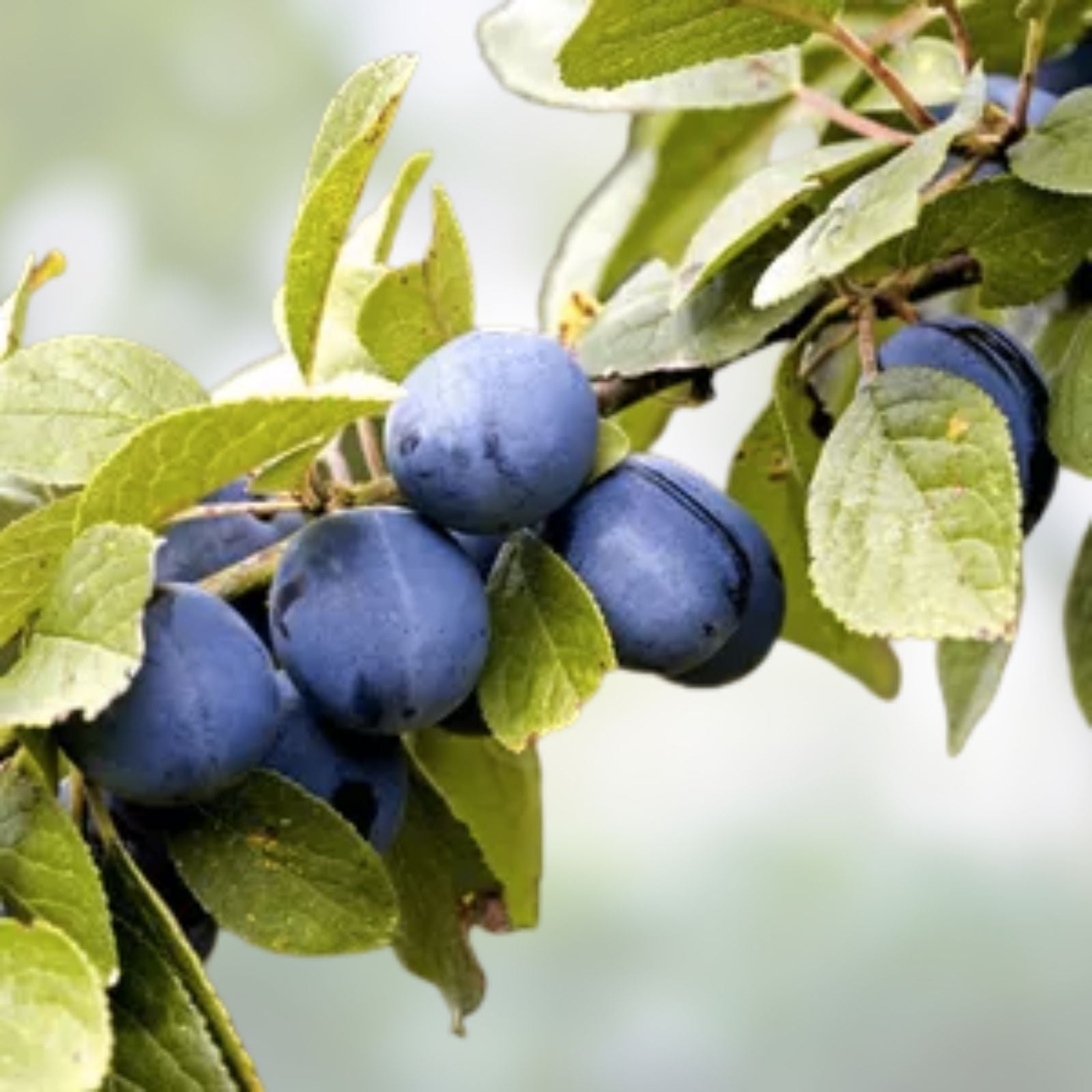 European Plum Cuttings Prunus domestica Edible Fruit Tree Propagation Bare Root Garden Planting