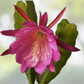 Epiphyllum 'Agatha' Unrooted Cutting - Rare Orchid Cactus - Unique Antique Epiphyllum Hybrid Plant Cutting