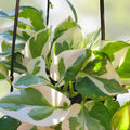 Snow Queen Pothos Cuttings - Variegated Epipremnum aureum Houseplant - Live Plant Stem Clippings