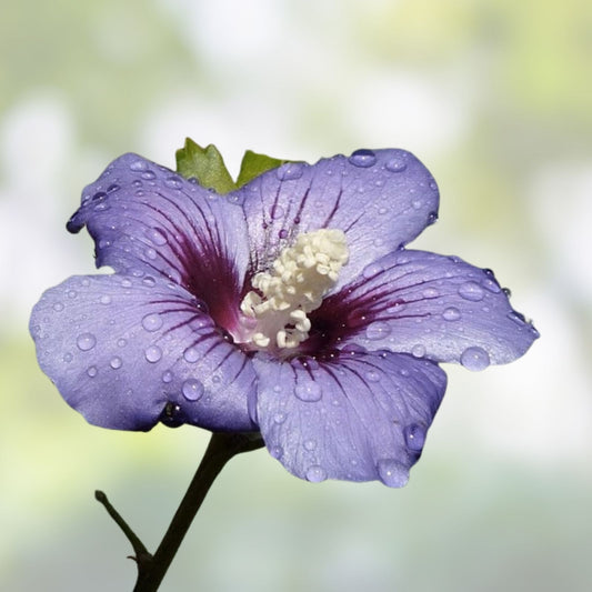 Live Plant Starter Bush Tree - Purple Rose of Sharon Hibiscus Althea - Ornamental Shrub for Garden - 6" to 1' Tall