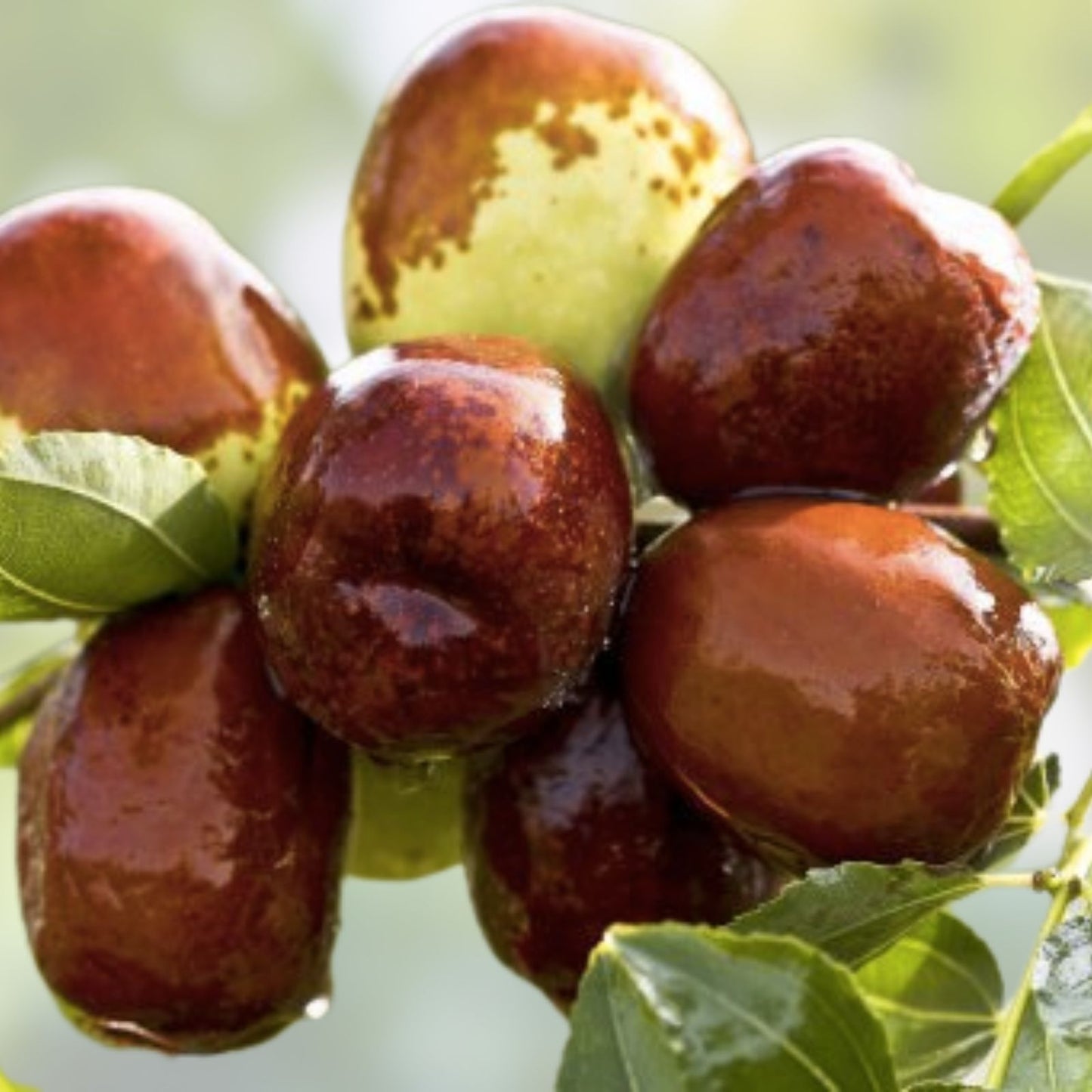 Taiwan Green Jujube Tree Graft Cutting 10" Juicy Sweet Ziziphus jujuba Houseplant, Taiwan Honey Date, Edible Fruit Plant