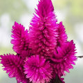 Celosia Seeds 500 Count Xantippe Variety Bright Colorful Annual Flowers Celosia argentea Fresh Stock
