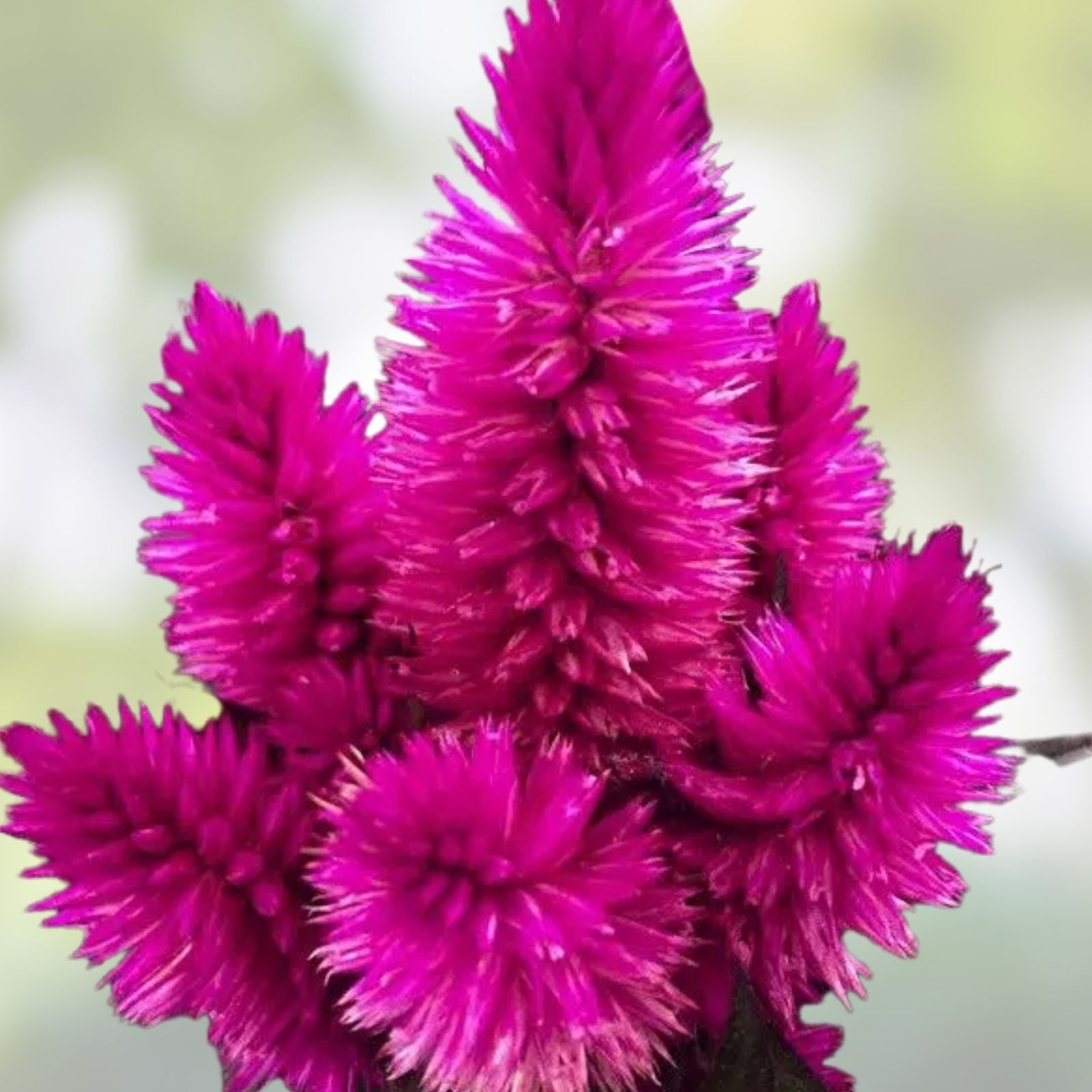 Celosia Seeds 500 Count Xantippe Variety Bright Colorful Annual Flowers Celosia argentea Fresh Stock