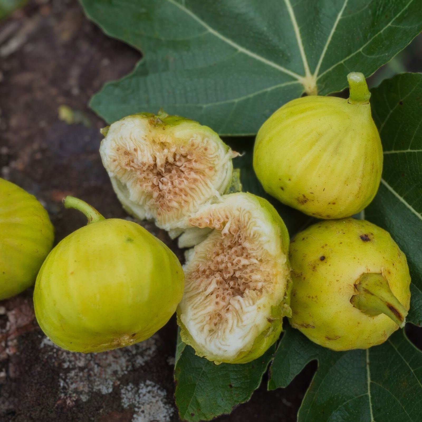 White Marseilles Fig Cutting Ficus carica Live Plant for Propagation Garden Houseplant Starter