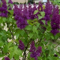 Congo Lilac Syringa Vulgaris Starter Plant 4-8” Tall Live Flowering Shrub Bare Root Houseplant