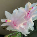 Thanksgiving Christmas Cactus Cuttings Schlumbergera Branca Dobrada Live Plant Holiday Succulent Propagation
