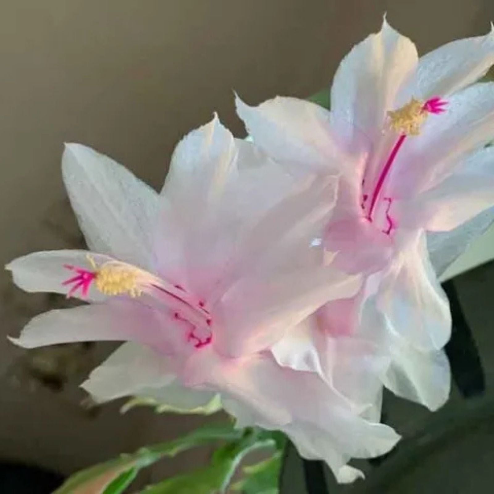 Thanksgiving Christmas Cactus Cuttings Schlumbergera Branca Dobrada Live Plant Holiday Succulent Propagation