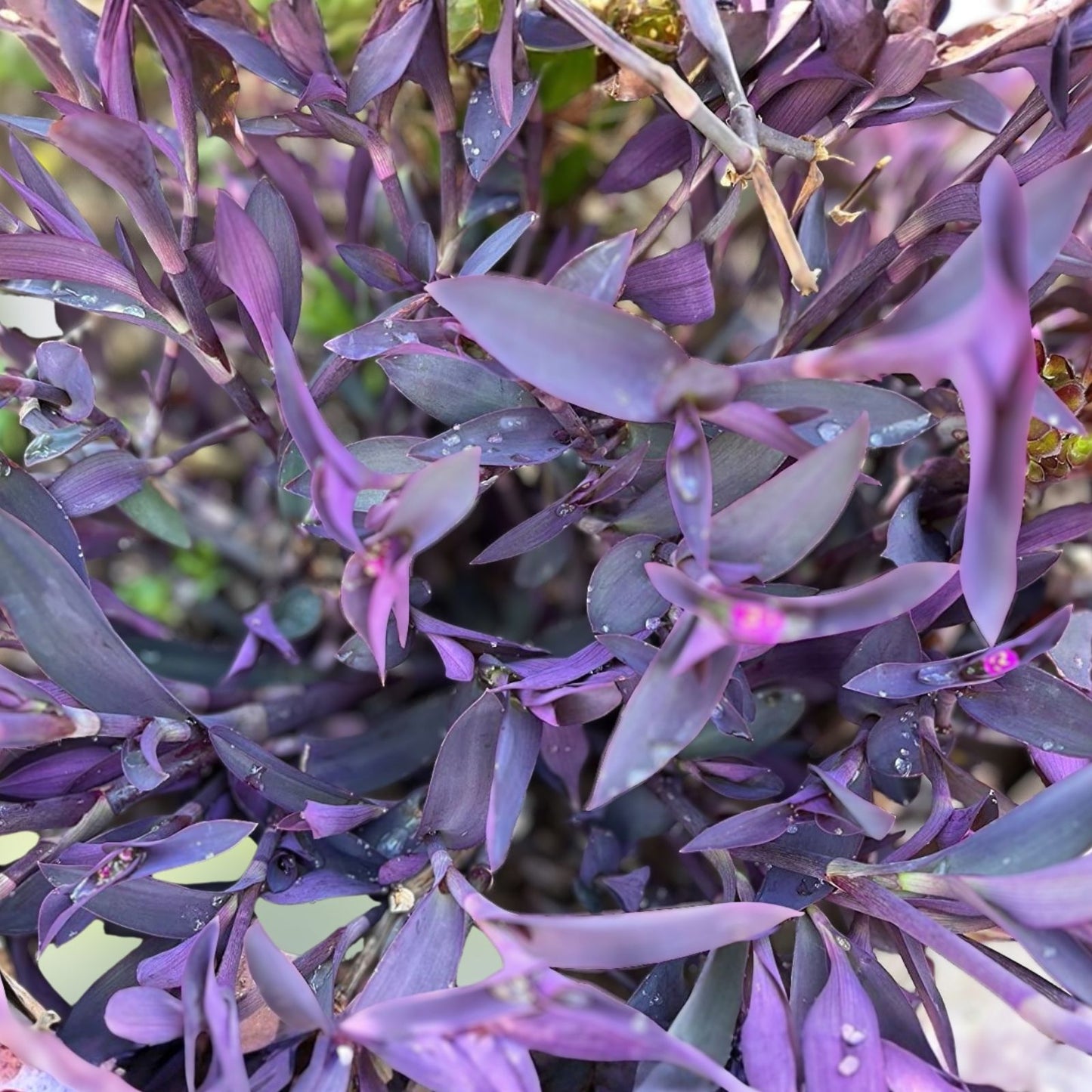 Tradescantia Pallida Purple Heart Cuttings - Live Houseplant Starter, Easy Care Indoor Propagation, 15 Clippings