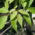 Bigleaf Maple Tree Seeds, 30+ Acer macrophyllum, Drought-Resistant Native Tree Seeds for Planting, Easy to Grow