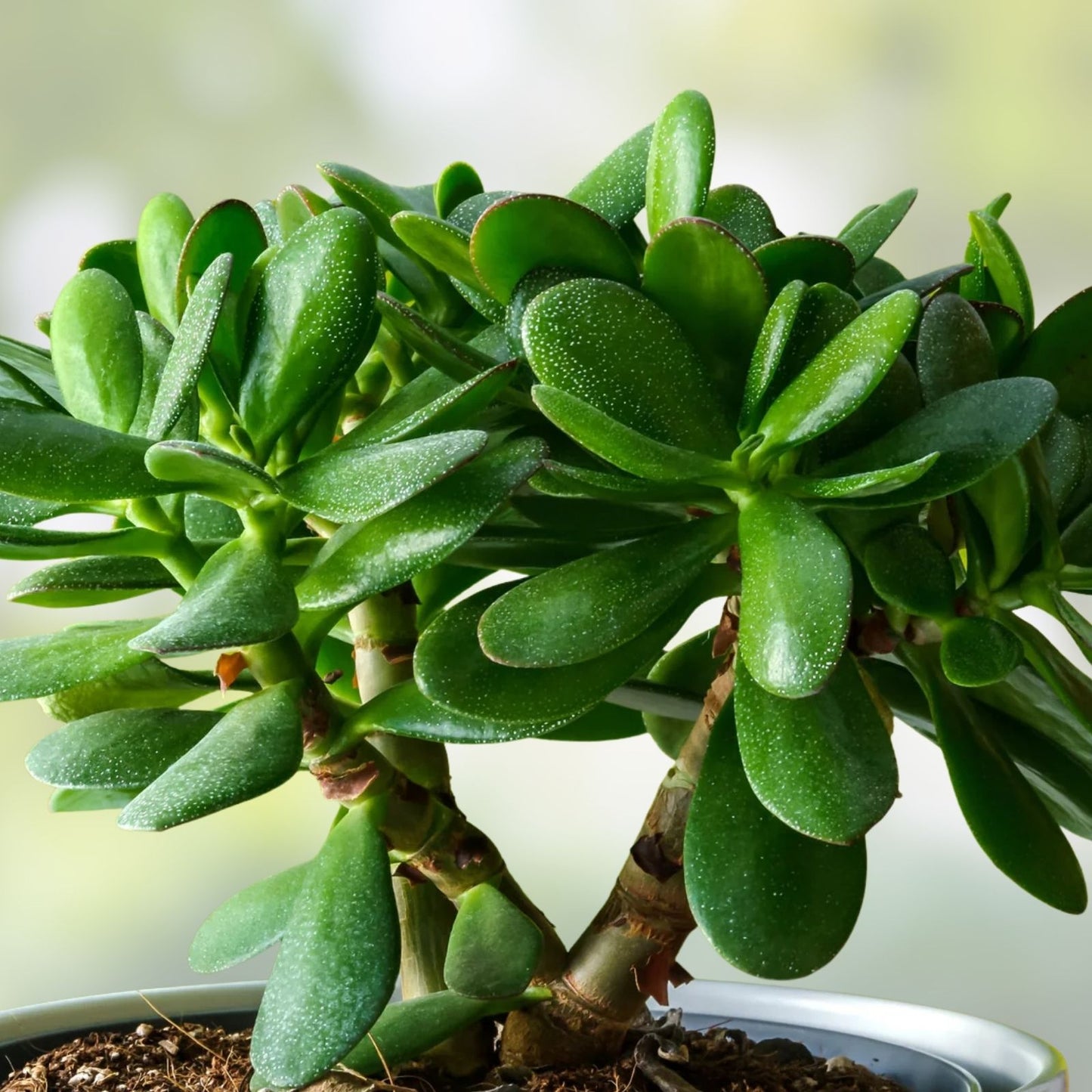 Green Jade Succulent Plant Crassula Ovata Money Tree 4-6" Indoor Houseplant Easy Care Live Cutting