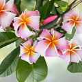 Rooted Plumeria Cutting JL Pink Pansy Tropical Flowering Plant Live Garden Patio Indoor Plant
