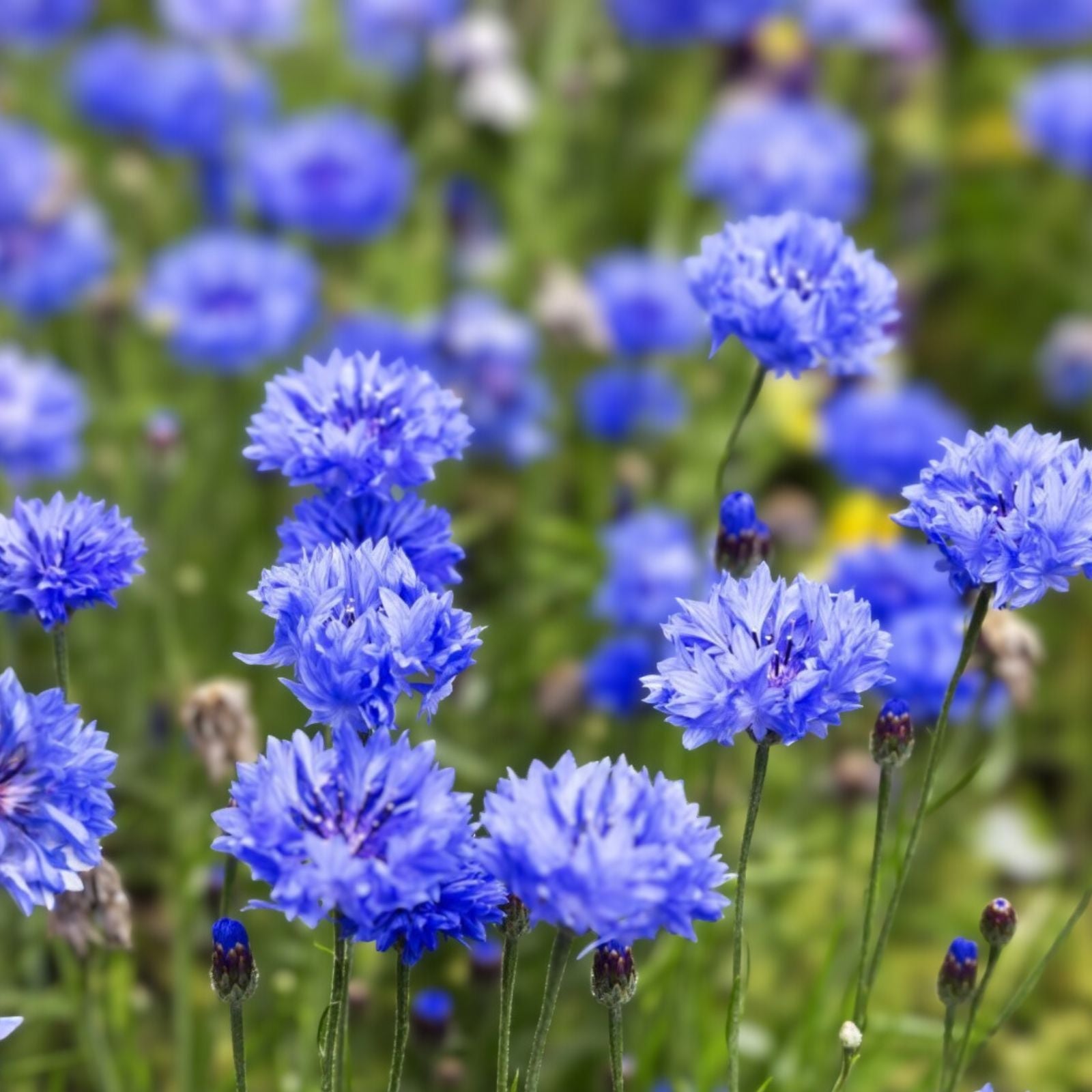 Dwarf Blue Bachelor Button Seeds - Centaurea cyanus Flower Seeds for Garden Borders, Planting, Live Plant, Cutting, Starter Plant