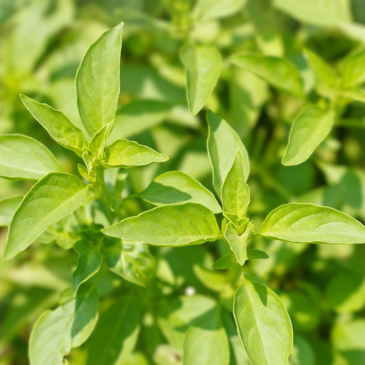 Lemon Basil Seeds 100-Pack Non-GMO Culinary Herb, Ocimum basilicum, Herb Garden Starter, Live Plant, Cutting, Houseplant