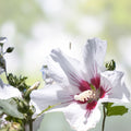 White Rose of Sharon Cutting Hibiscus syriacus Live Plant Bare Root Starter Flowering Shrub