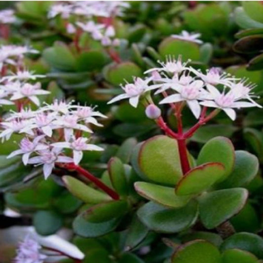 Jade Plant Cuttings Crassula Ovata Succulent Starter Plants Indoor Garden Decor Easy Care Live Plant
