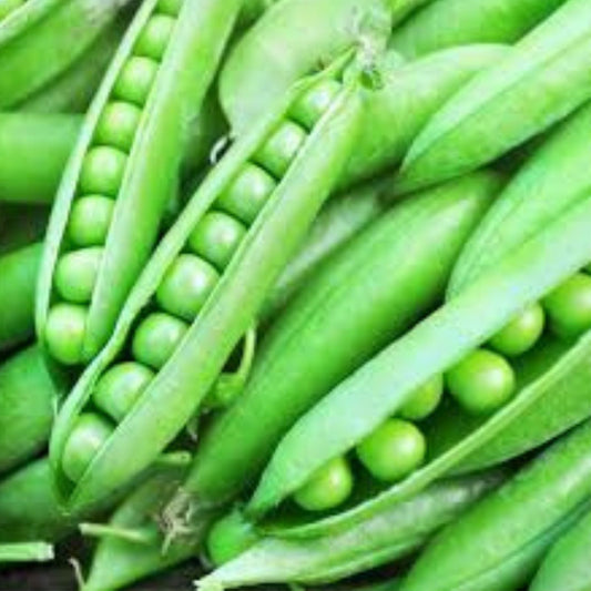 Heirloom Little Marvel Pea Seeds Non-GMO Vegetable Seeds 20+ Starter Plants for Home Garden Pisum sativum