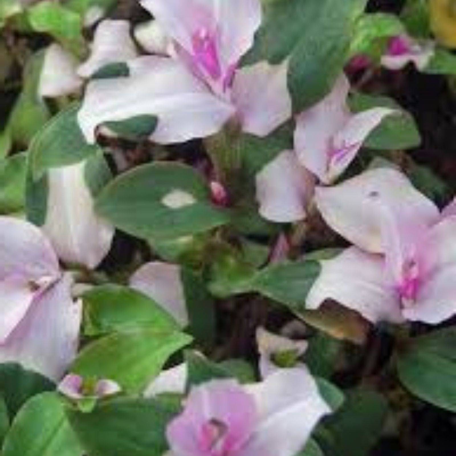 Tradescantia Blushing Bride Cuttings | Indoor Houseplant Succulent | Easy Care Decor | Tradescantia Virginiana