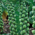 Brussel Sprouts Seeds Heirloom Churchill Non-GMO Early Variety Brassica oleracea 25+ Starter Plants
