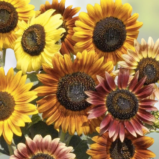 Mardi Gras Mix Sunflower Seeds 50 Pack - Colorful Helianthus annuus for Garden, Hummingbirds, Butterflies, Fast Shipping