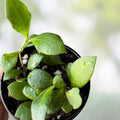 Hoya heuschkeliana Cutting | Live Indoor Houseplant | Trailing Green Foliage | Exotic Wax Plant | Starter Plant