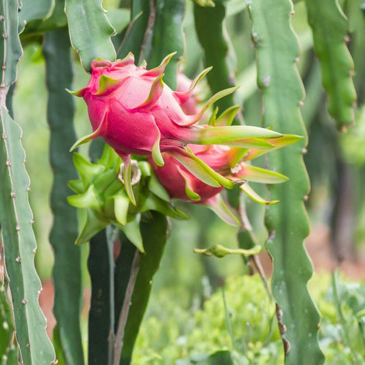 Grap Pop Dragon Fruit Cutting 8-12 Inches | Hylocereus undatus | Edible Cactus Plant for Gardening Landscaping