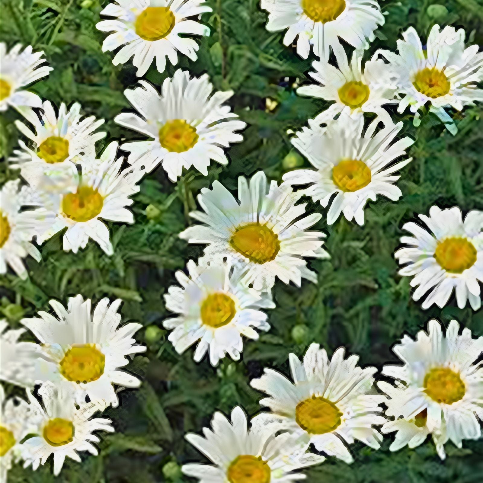 Shasta Daisy Seeds 100 Count Leucanthemum × superbum Bright White Yellow Flowers Garden Plant Starter