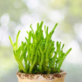 Organic Crassula Succulent Cuttings 10 Pack, Mixed Varieties, Live Plant Propagation, Houseplant, Succulent Starter Plants