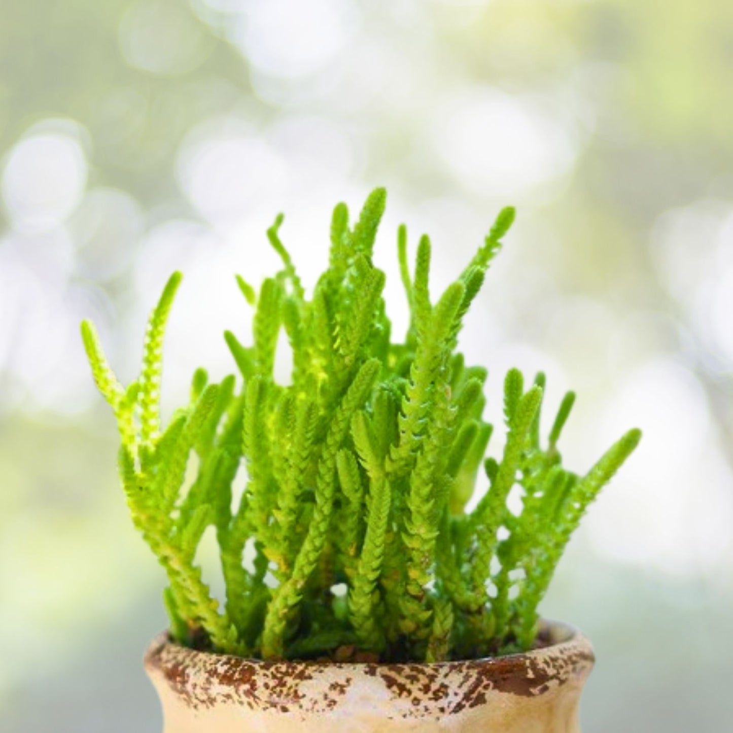 Organic Crassula Succulent Cuttings 10 Pack, Mixed Varieties, Live Plant Propagation, Houseplant, Succulent Starter Plants