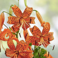 Tiger Lily Seeds 20+ Spotted Lilium columbianum Flower Bulbs Live Plant Bare Root Starter Houseplant Free Shipping