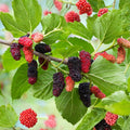10 White Mulberry Cuttings Morus alba Organic Live Fruit Tree Propagation Planting Supplies