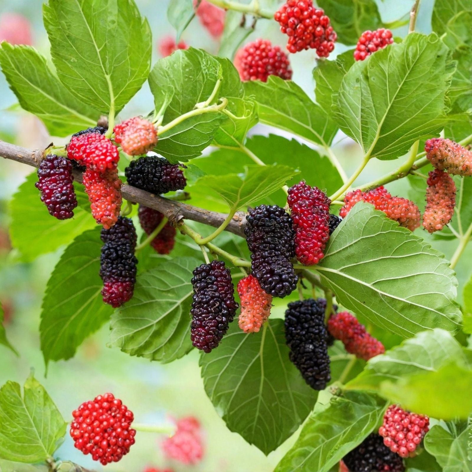10 White Mulberry Cuttings Morus alba Organic Live Fruit Tree Propagation Planting Supplies