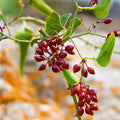 Sarsaparilla Vine Live Roots 5-Pack, Smilax spp., Native Medicinal Climber, Organic Herbal Plant, Bare Root, Houseplant, Starter Plant