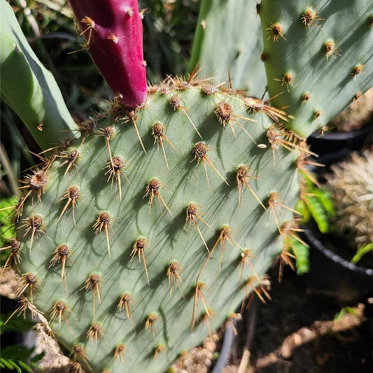 Opuntia Galapageia var. Profusa Cactus Plant with Large Pad and Attached Fruit - Unrooted Succulent - Fast Growing